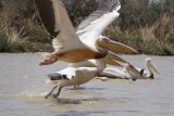 Parc national des oiseaux du Djoudj
