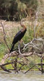 Parc national des oiseaux du Djoudj