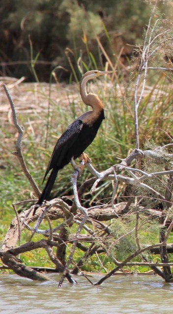 Parc national des oiseaux du Djoudj