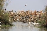 Parc national des oiseaux du Djoudj