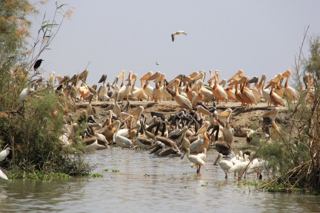 Parc national des oiseaux du Djoudj