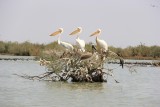 Parc national des oiseaux du Djoudj