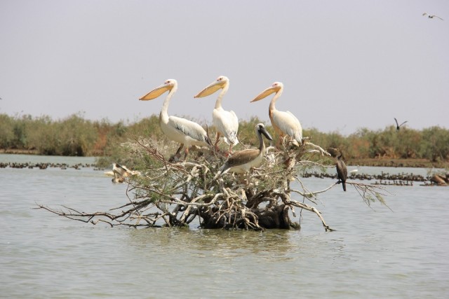 Parc national des oiseaux du Djoudj