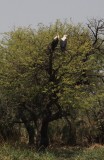 Parc national des oiseaux du Djoudj