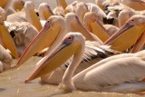 Parc national des oiseaux du Djoudj