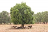 Onderweg naar Bamako