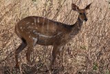 Mole National Park