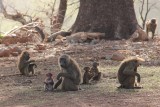 Mole National Park