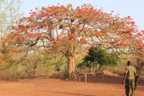 Mole National Park