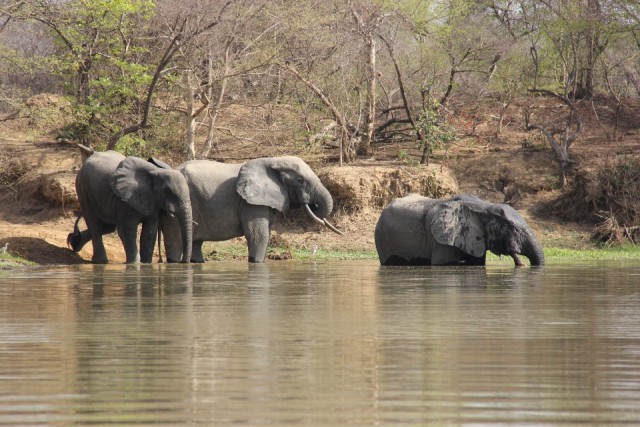 Mole National Park