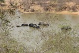 Mole National Park