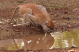 Mole National Park