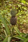 Ananas in het wild