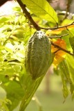 Cacao plant