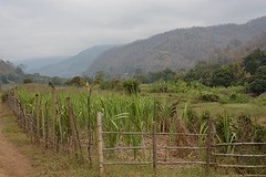 Chiang Mai