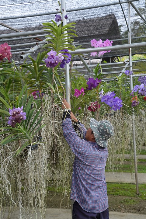 Orchideeën kwekerij