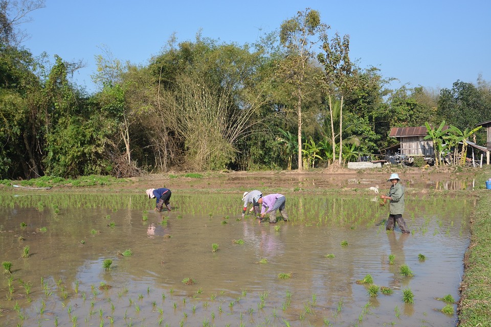 Chiang Rai
