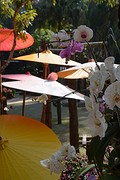 Orchideeën/ Royal Villa