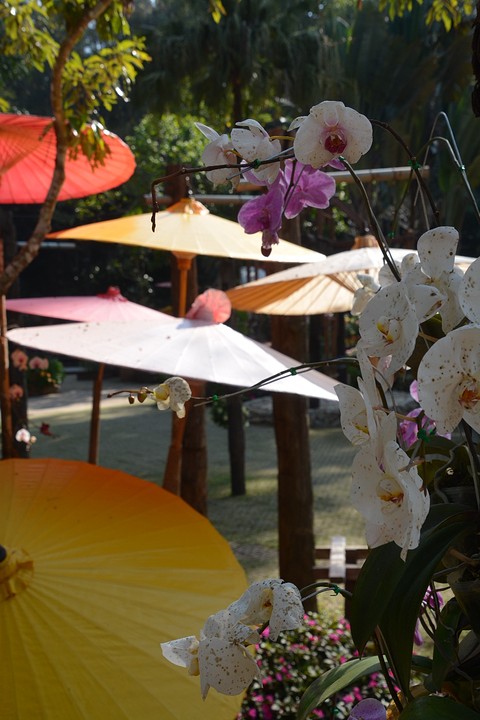 Orchideeën/ Royal Villa