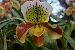 Orchidee/ Royal Villa