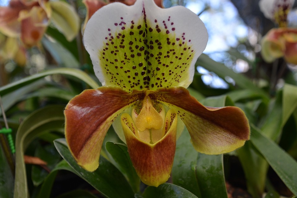 Orchidee/ Royal Villa