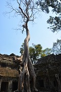 Ta Prohm