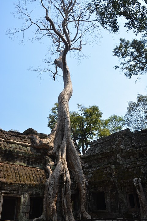 Ta Prohm
