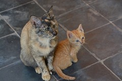 Voor Rosa-Marie, Cambodian wild life