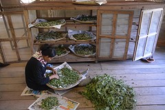Silkfarm
