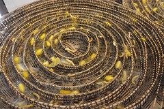 Silkwurm cocoons