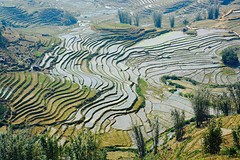 Sapa