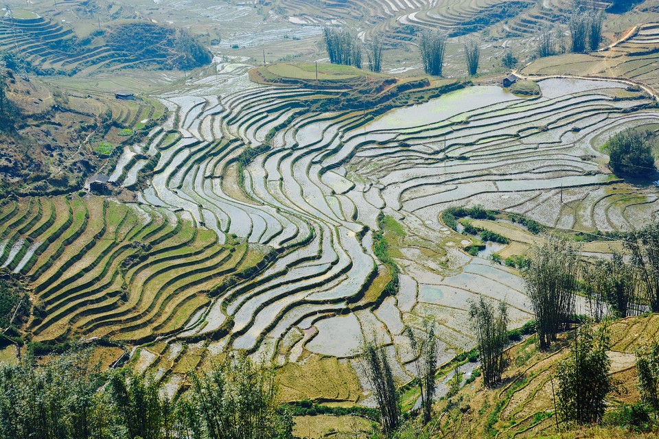 Sapa