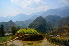 Sapa