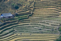 Sapa
