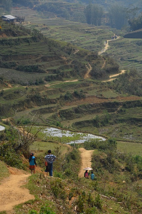 Sapa