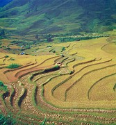 Sapa