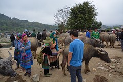 Buffelmarkt Bac Ha