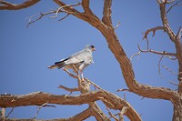 namibië