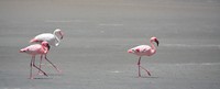 Namibië
