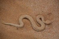 Namibië