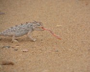 Namibië