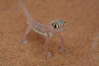 Namibië