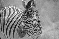 Namibië