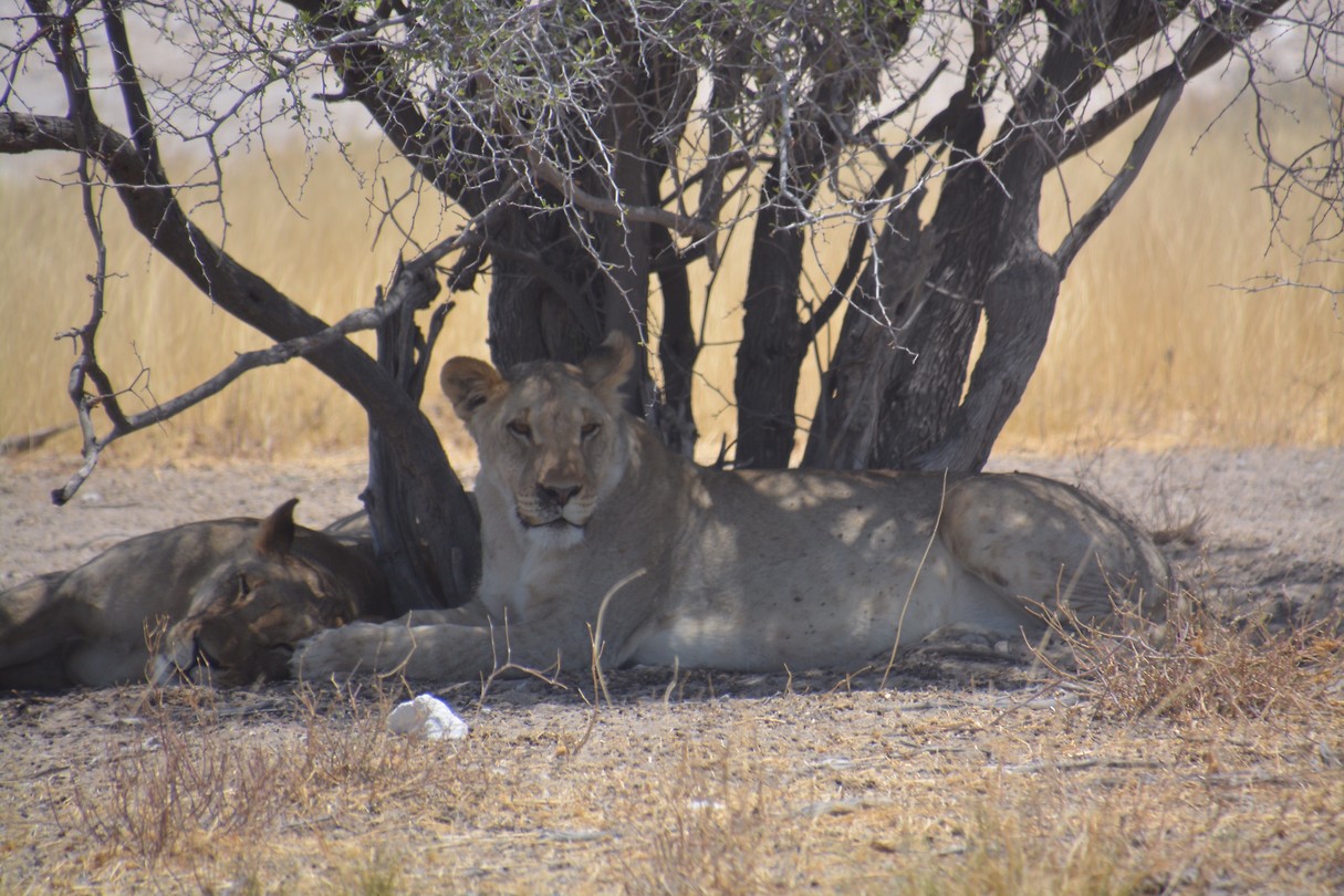 Namibië