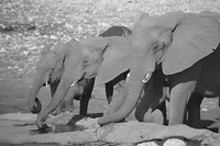 Namibië