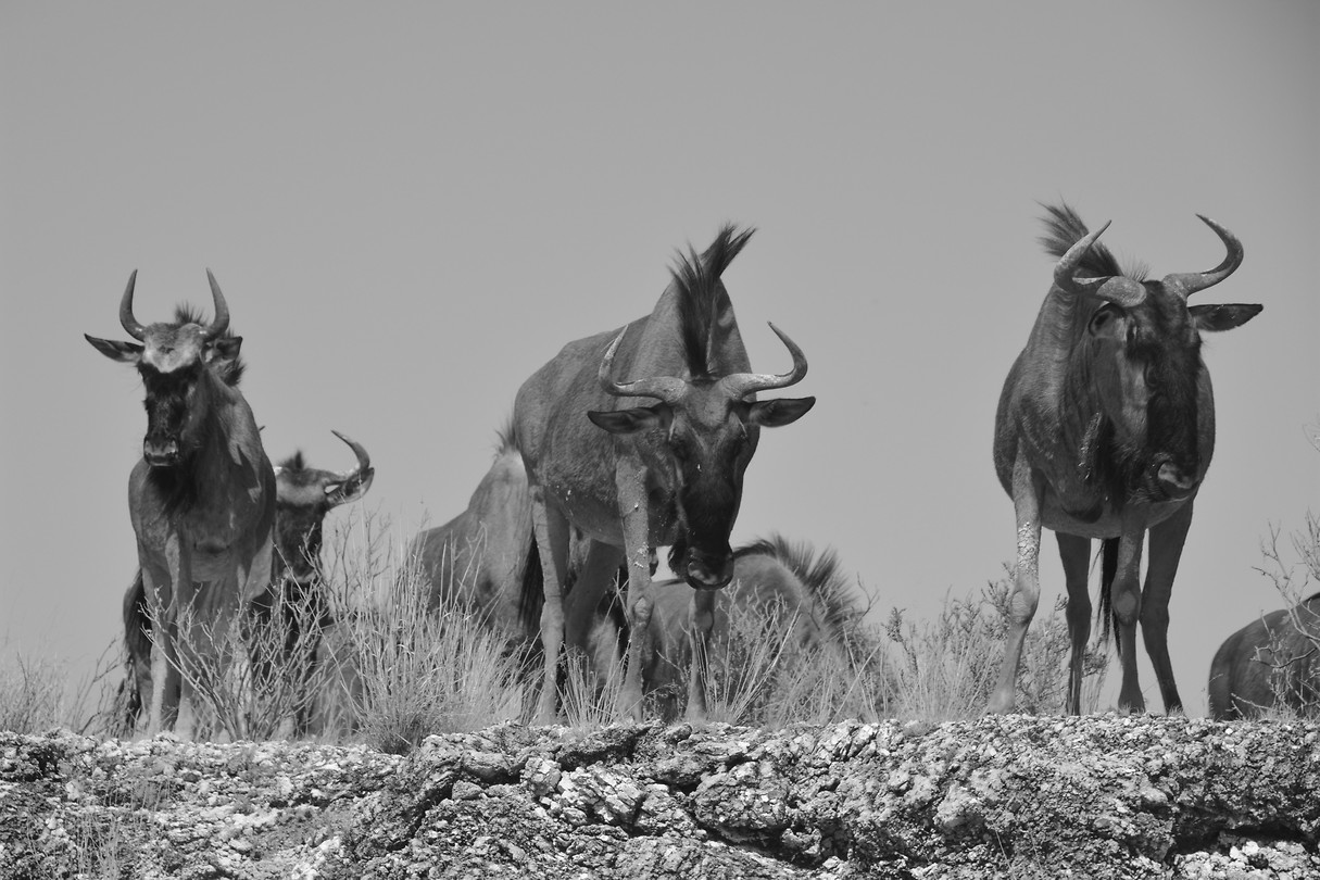 Namibië