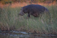 Namibië