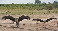 Botswana