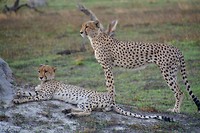 Botswana