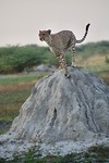 Botswana